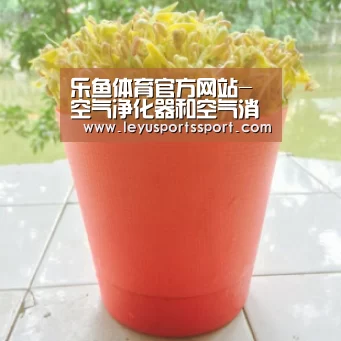 乐鱼体育官方网站-空气净化器和空气消毒机的区别(图3) 乐鱼体育官方网站-空气净化器和空气消毒机的区别(图3)